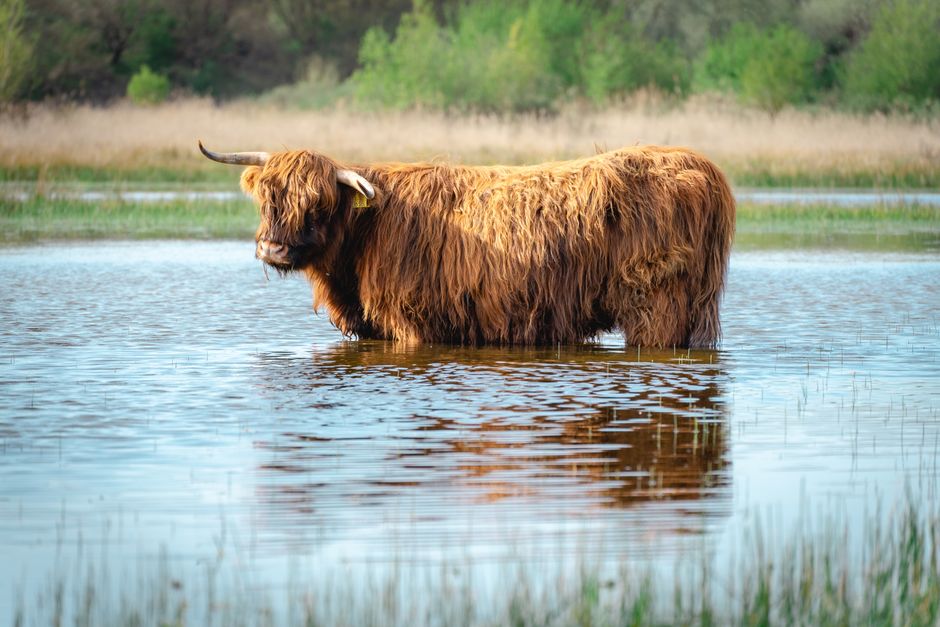 Warme aardetinten met hooglander fotobehang muur.