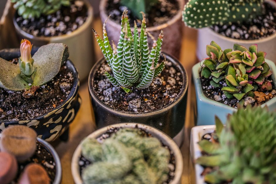 Herfsttuin versierd met cactussen en vetplanten.
