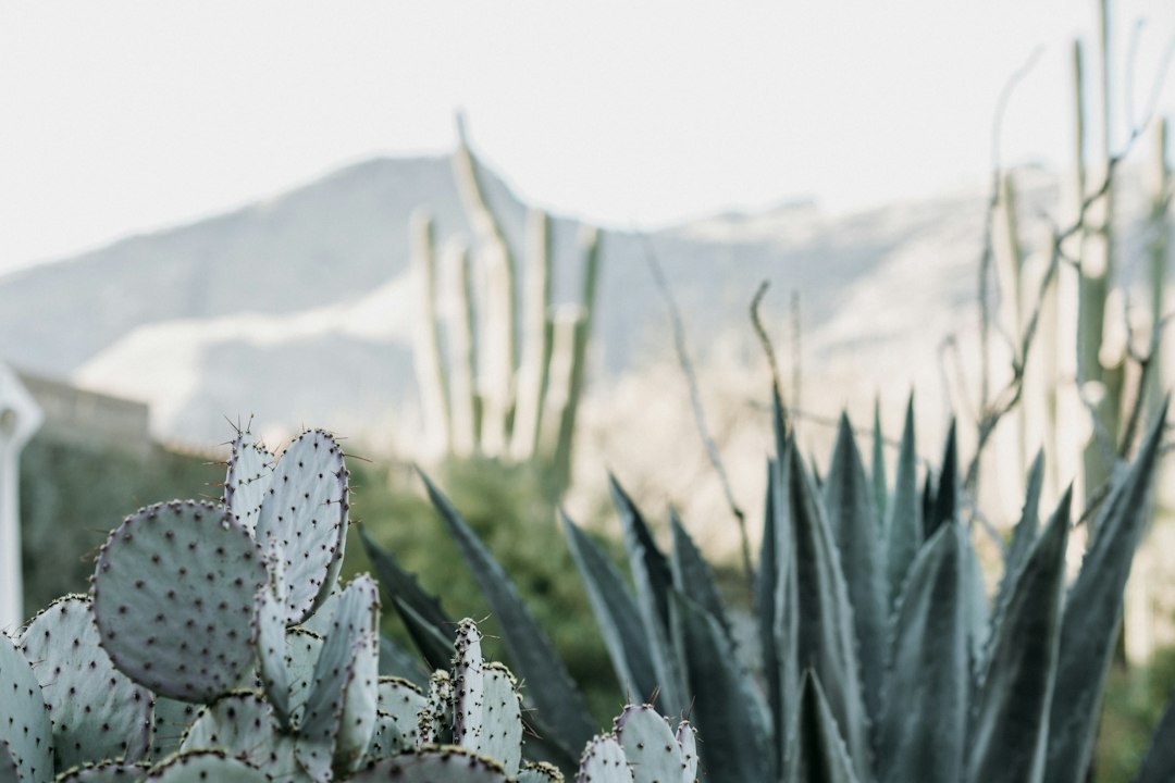 Cactussen en vetplanten in herfsttuinarrangement.